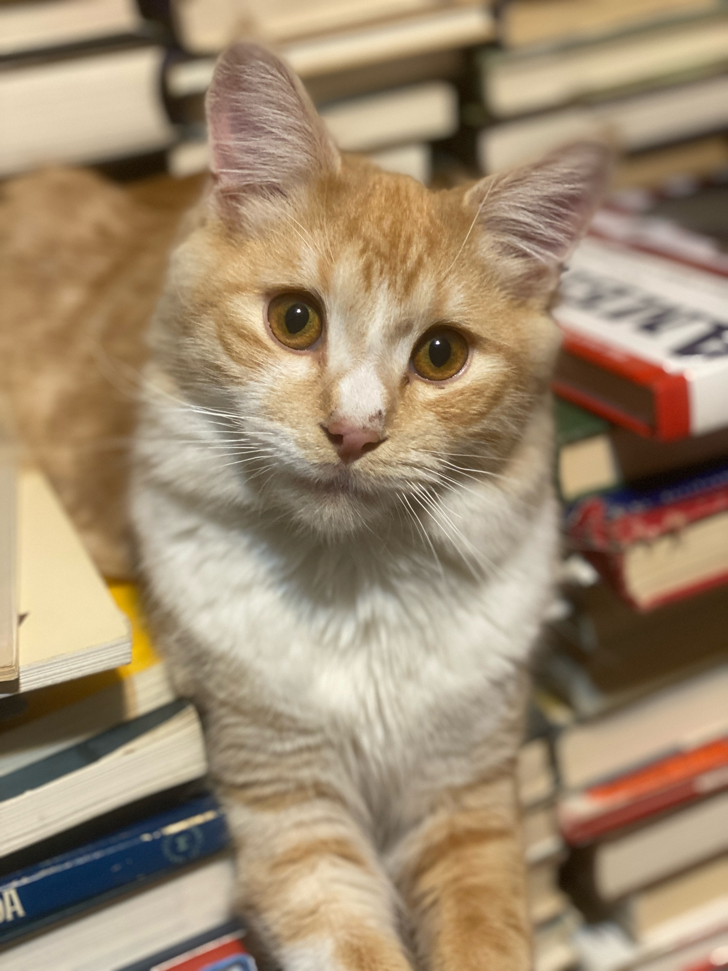 Tavish the bookshop cat, perched among stacks of books